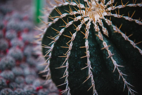 Vicino Foglia Pianta Echinocactus Grusoni — Foto Stock