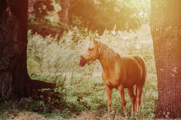 Hautnah Pferd Auf Dem Feld — Stockfoto