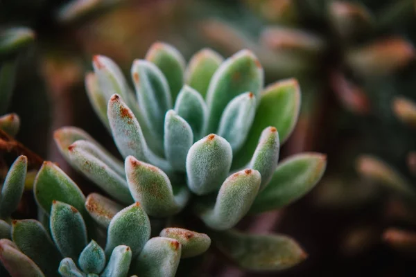 Echeveria Yaprağı Bitki Üzerinde Yakın — Stok fotoğraf