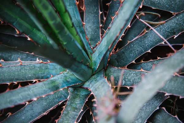 Agavaceae Yaprağı Bitki Üzerinde Yakın — Stok fotoğraf