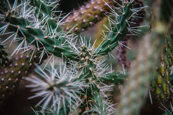 Cylindropuntia Yaprağı Bitki Yakın — Stok fotoğraf