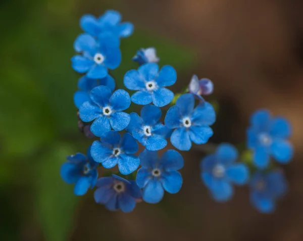 闭上蓝花 忘了我吧 — 图库照片