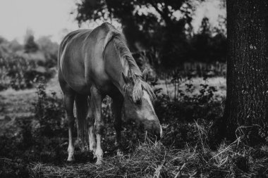 Ata alanında yakın çekim