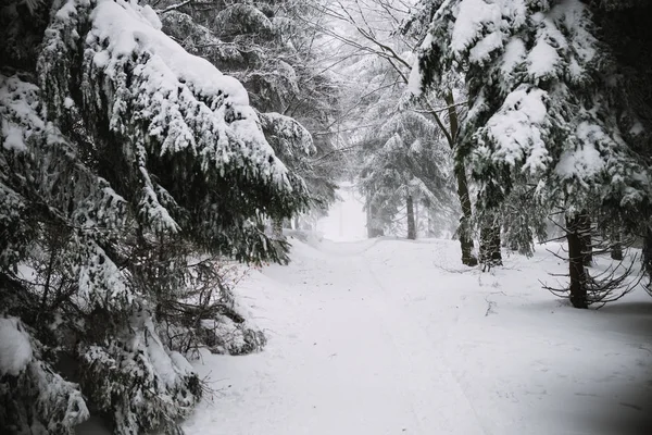 Weg im Wald, Winter und Schnee — Stockfoto