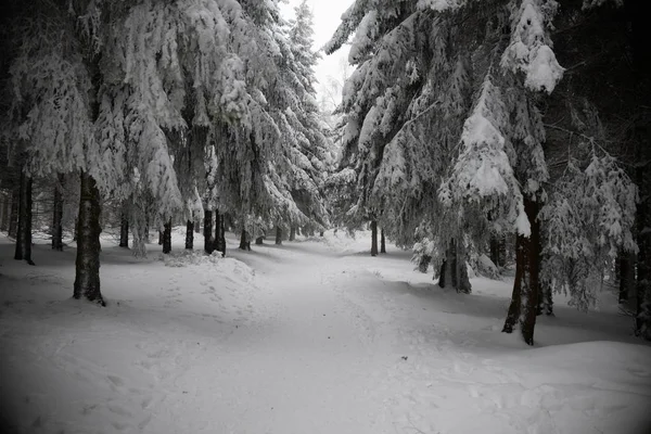 Тропа в лесу, зима и снег — стоковое фото