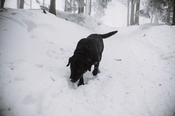 Perro Labrador negro en la nieve en el bosque — Foto de Stock