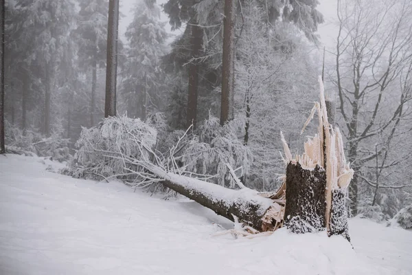 Árbol roto en el bosque, invierno y nieve — Foto de Stock