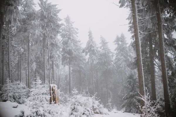 Arbre cassé dans la forêt, l'hiver et la neige — Photo