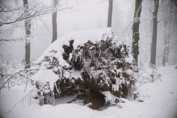 Close up on broken tree and the fox hole — Stock Photo, Image