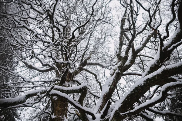 Albero coperto di neve, sfondo invernale — Foto Stock