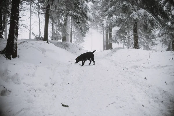 Schwarzer Labrador-Hund im Schnee im Wald lizenzfreie Stockbilder
