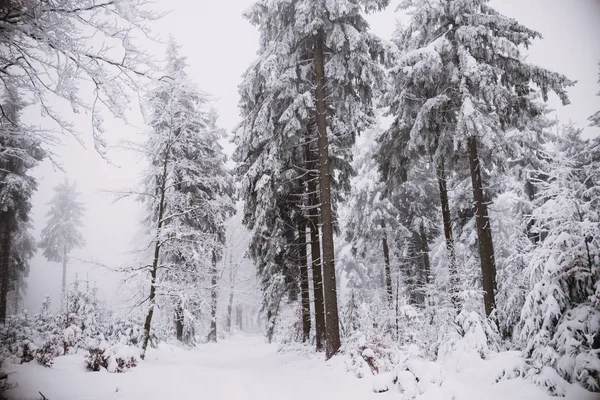 Fondo de invierno, bosque en nieve y hielo — Foto de Stock