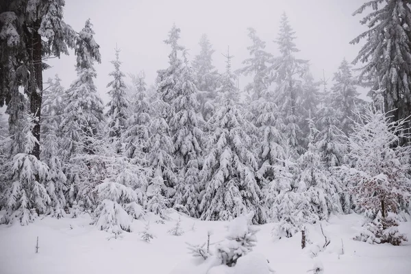 Fond d'hiver, forêt dans la neige et la glace — Photo