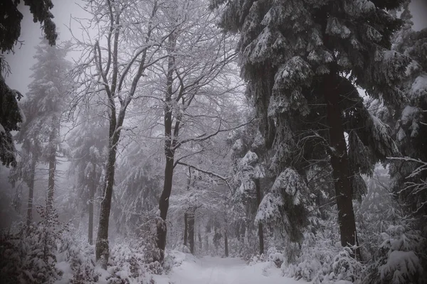 Fondo de invierno, bosque en nieve y hielo — Foto de Stock