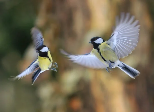 Primer plano en aves voladoras paridae — Foto de Stock