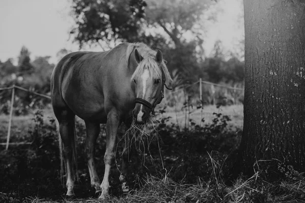 Hautnah am Pferd auf dem Feld — Stockfoto