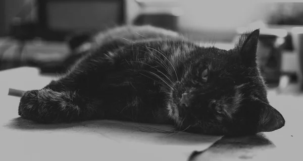 Stary kot na stole, czarno-białe — Zdjęcie stockowe