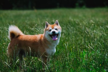 shiba Inu köpek çimlerin üzerine yakın çekim