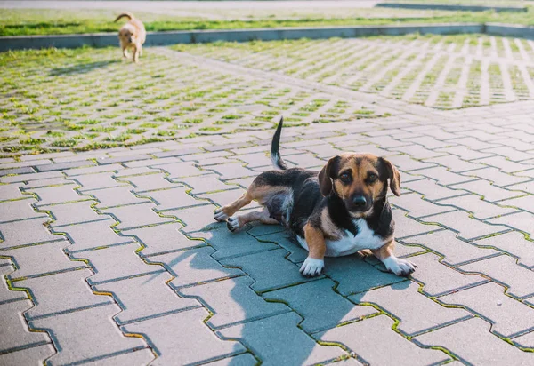 Sokakta Evsiz Köpek Yakın Çekim — Stok fotoğraf