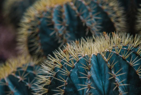 Κλείστε Επάνω Echinocactus Grusoni Φύλλων Και Φυτών — Φωτογραφία Αρχείου