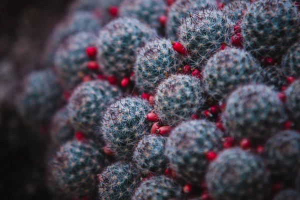 Perto Mammillaria Folha Planta — Fotografia de Stock