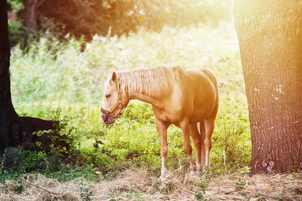 Hautnah Pferd Auf Dem Feld — Stockfoto