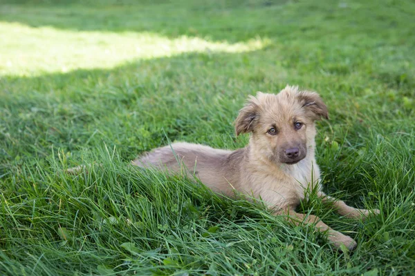 Närbild på söt brun blandras hund på gräs — Stockfoto