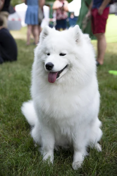 Закрыть глаза на белоснежную собаку на траве — стоковое фото