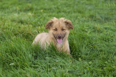 Şirin kahverengi melez köpeğe yaklaş, gülümse.
