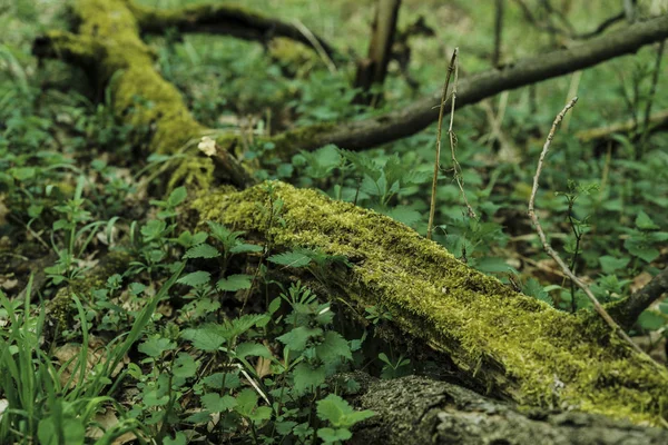 Muschio sul vecchio albero nella foresta — Foto Stock