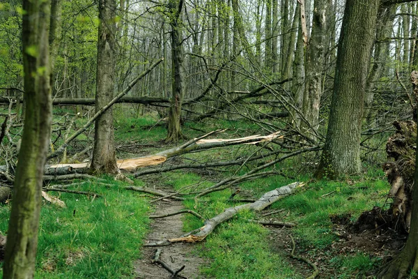 Sentiero ordinario attraverso la foresta con alberi rotti dopo il forte vento — Foto Stock
