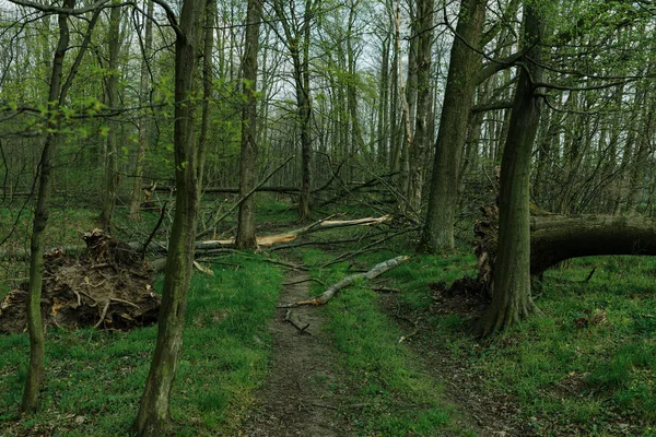 Sentiero ordinario attraverso la foresta con alberi rotti dopo il forte vento — Foto Stock