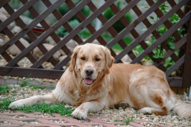 Golden retriever köpeği çimlerin üzerinde yatıyor.