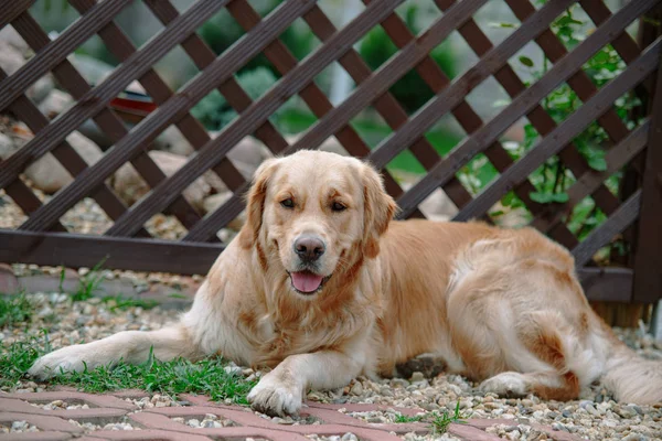 Golden retriever pies leży na trawie — Zdjęcie stockowe