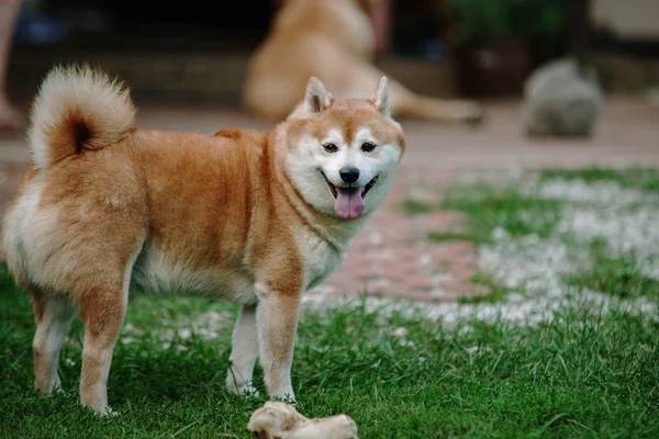 Japon Shiba inu köpeği çimlerin üzerinde — Stok fotoğraf