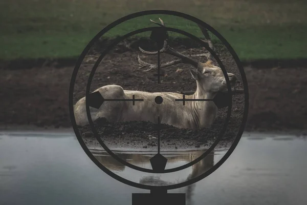 Білі олені в перехресті мисливця — стокове фото