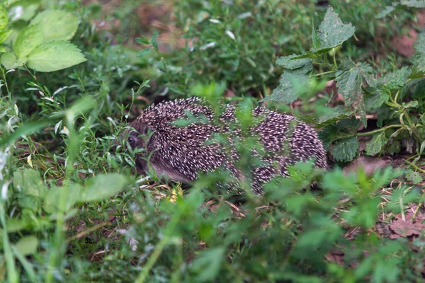 Rasender Igel im Gras, Bewegungsunschärfe — Stockfoto