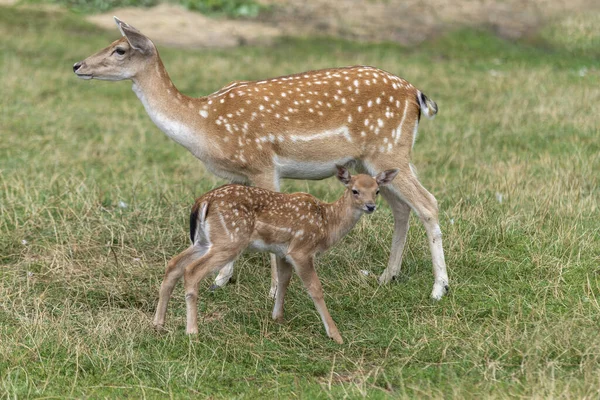 Mother roe and baby deer on the grass — 스톡 사진