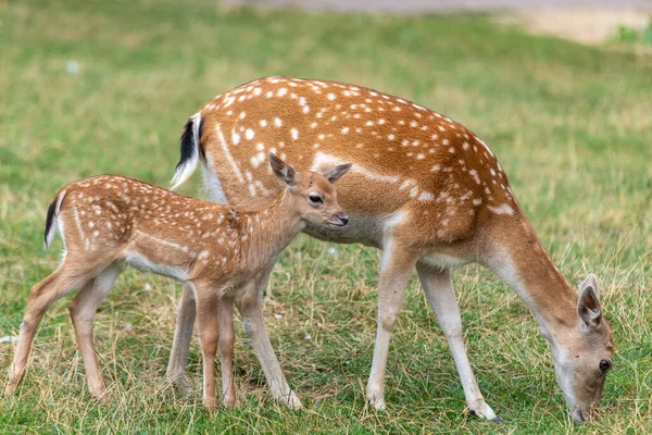 Mor rom och baby rådjur på gräset Royaltyfria Stockfoton