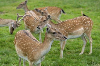 Ormanda bir geyik sürüsü