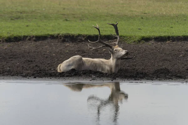 White deer on the river — 스톡 사진