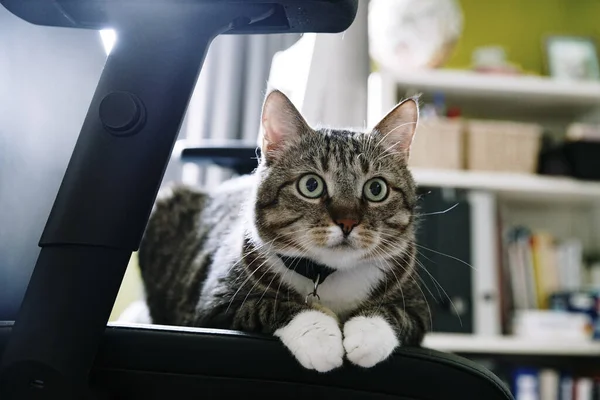 Закройте домашнюю кошку на стуле Стоковое Изображение