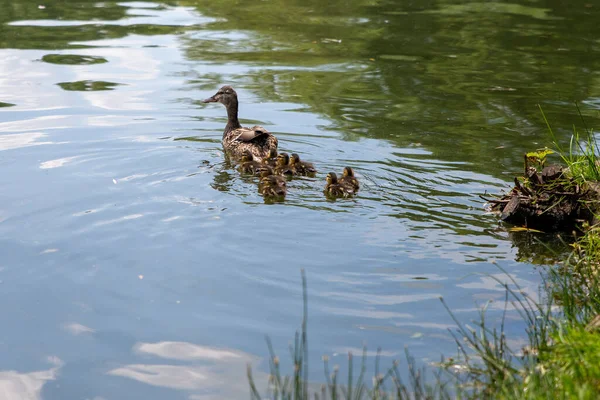 Pato Com Pequenos Patinhos Nada Lagoa — Fotografia de Stock