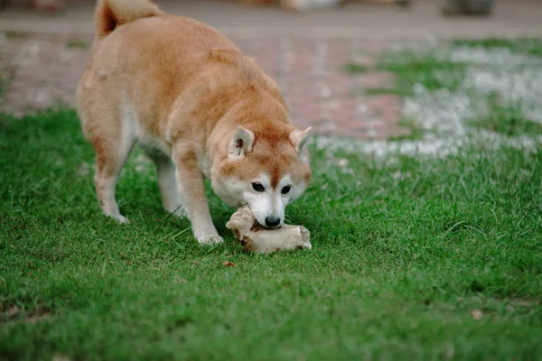 Japonia Shiba Inu Pies Trawie — Zdjęcie stockowe