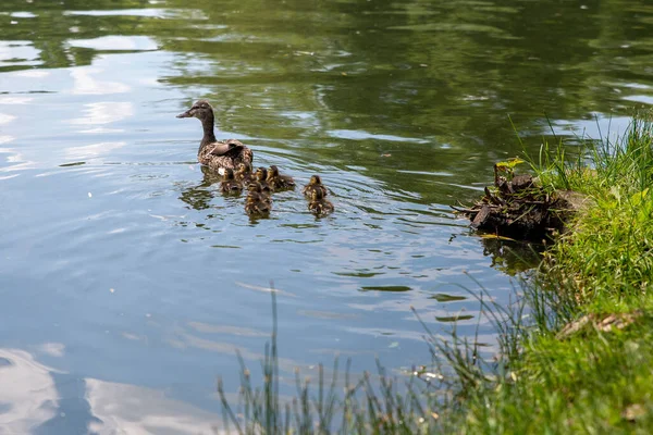 Ente Mit Kleinen Entchen Schwimmt Teich — Stockfoto