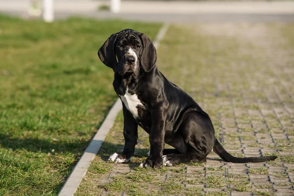 Cachorro Grande Dinamarquês Grama — Fotografia de Stock