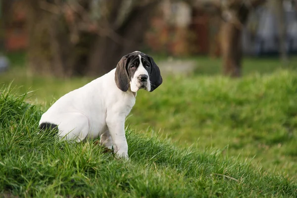 Köpek Yavrusu Çimlerin Üzerinde — Stok fotoğraf