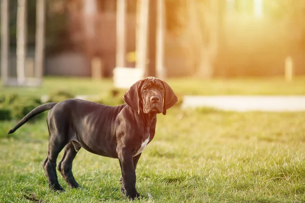 Puppy Grote Dane Het Gras — Stockfoto