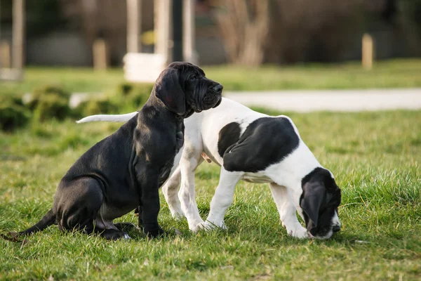 Puppy Grote Dane Het Gras — Stockfoto