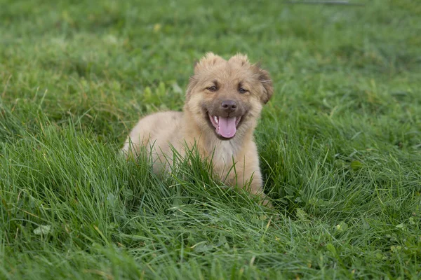 Şirin Kahverengi Melez Köpeğe Yaklaş Gülümse — Stok fotoğraf